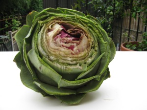 Raw globe artichoke with trimmed off top third