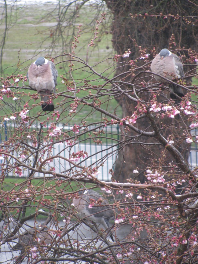 Pigeons feeling cold
