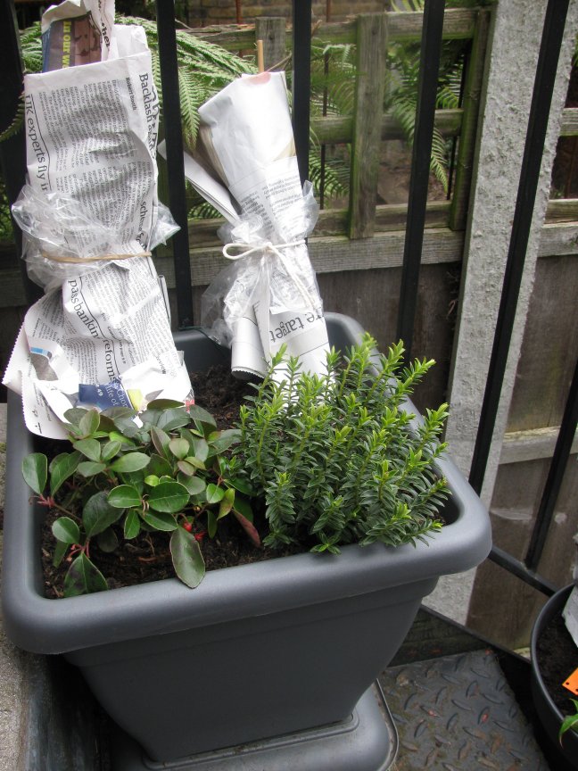 protecting plants against frost with newspaper