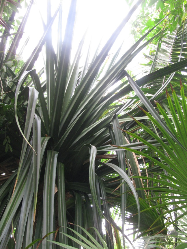 Kew Gardens - Palm House
