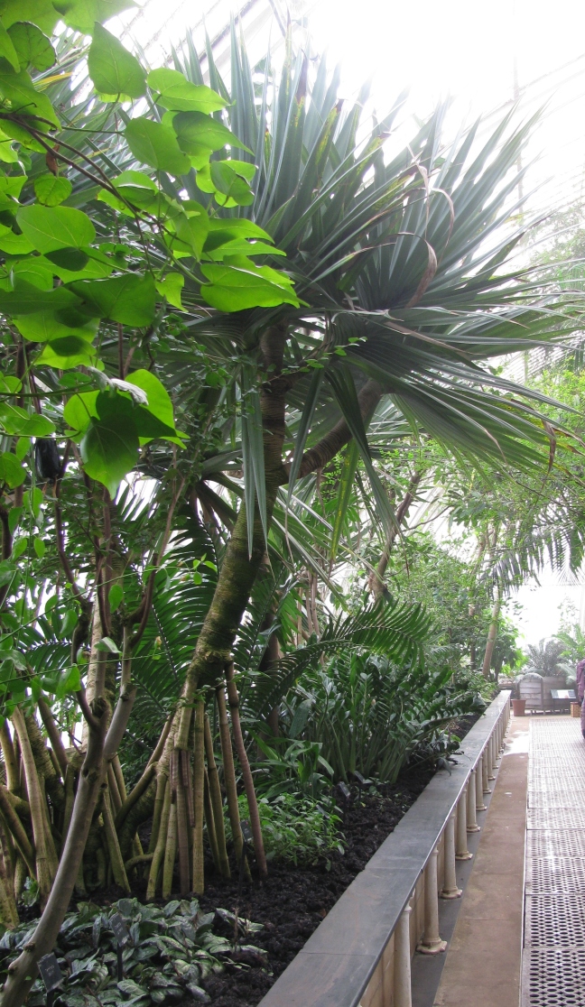 Palm House - Kew Gardens