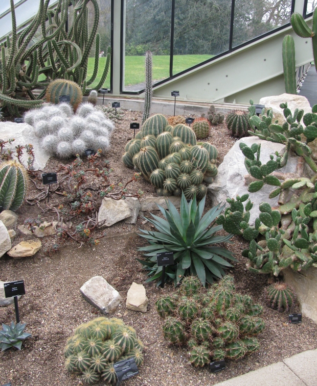 Kew Gardens - Cacti