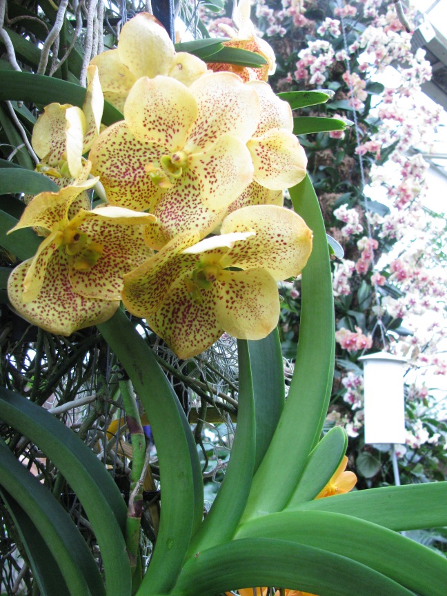 Orchid - Kew Gardens
