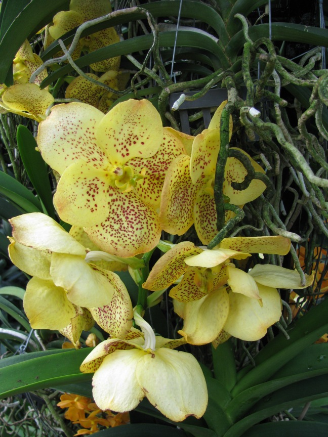 Orchids - Kew Gardens