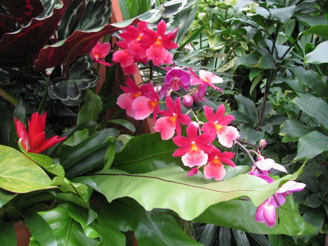 Orchids - Kew Gardens