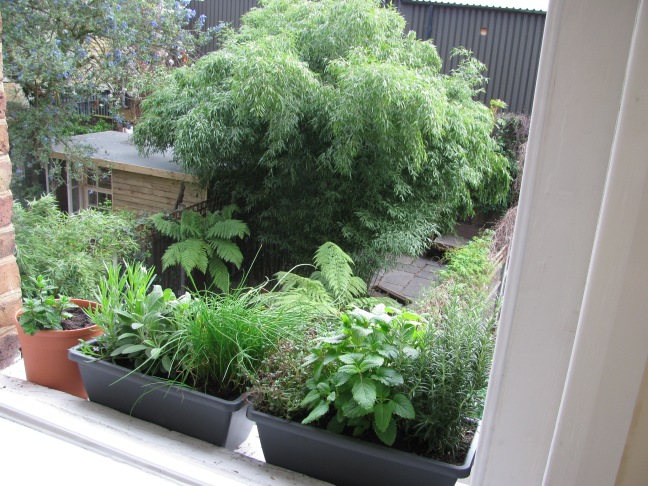 Herb Garden on Window Sill
