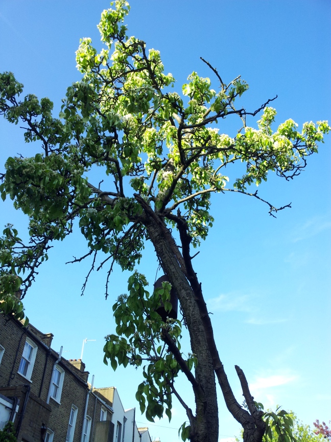 Apple tree, London
