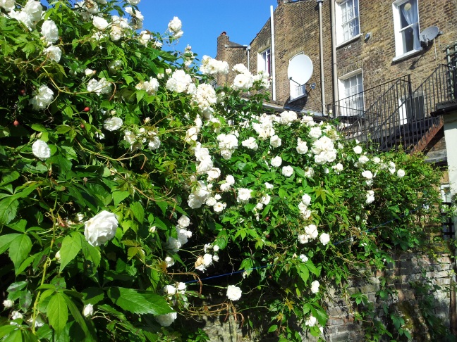 White climbing roses