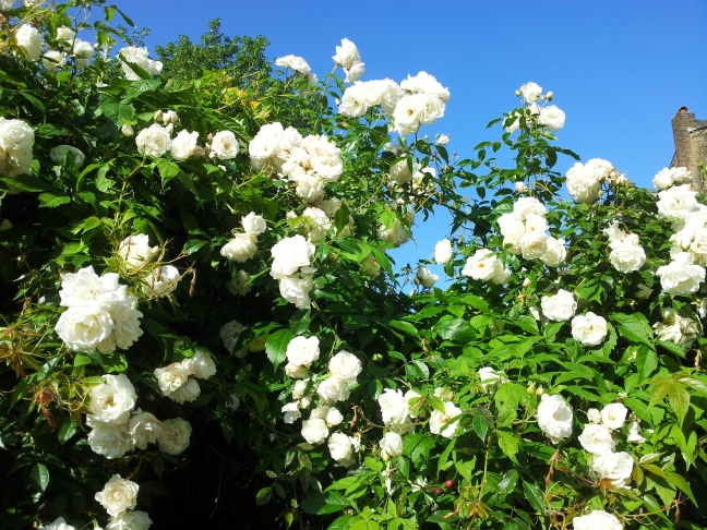 White climbing roses