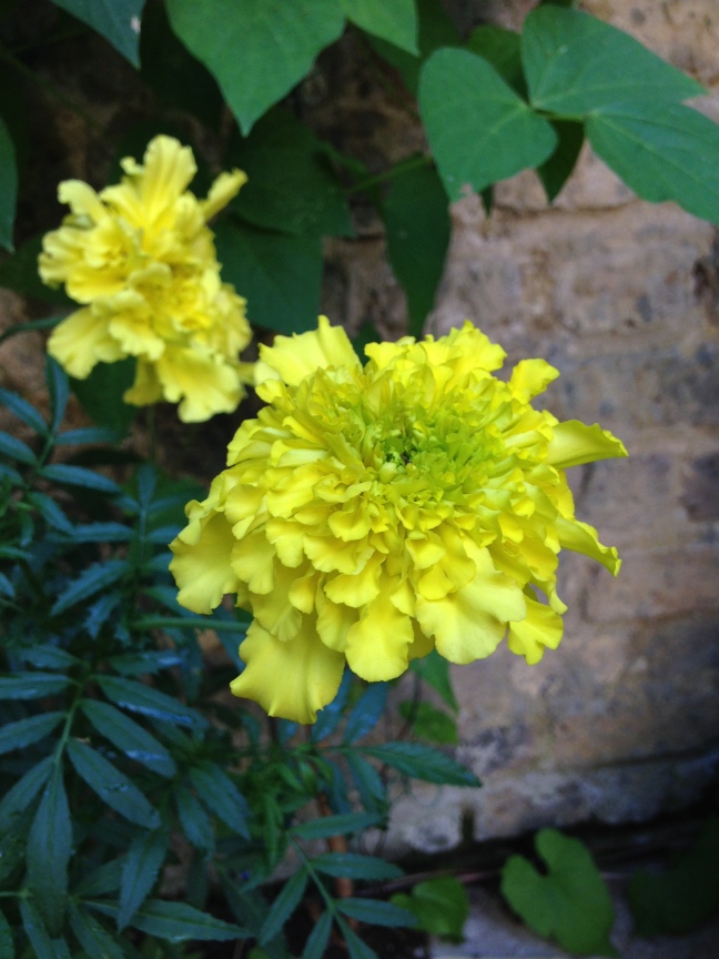 Double African Marigold