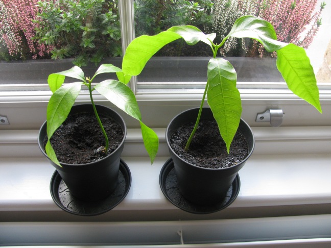 Mango plants grown from seeds
